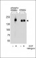 Phospho-ERBB2(Y1127) Antibody