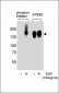 Phospho-ERBB2(Y1139) Antibody