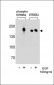 Phospho-ERBB2(Y1196) Antibody