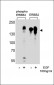 Phospho-ErbB2(Y1221) Antibody