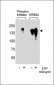 Phospho-ErbB2(Y1222) Antibody