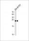 REG3G Antibody  (Center)