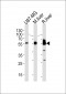 HMGCS1 Antibody (Center)