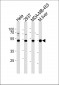 GSS Antibody (C-term)