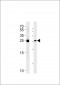 MOB4A Antibody (C-term)