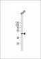 MAPK1 Antibody (C-term)