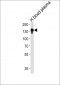 CP Antibody (N-term)