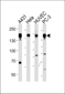 EGFR Antibody (Y1092)