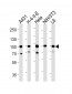 HSP90AB1 Antibody (C-term)