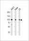 HSP90AB1 Antibody (Center)