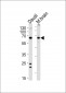 PACSIN2 Antibody (C-term)