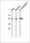 CD24 Antibody (N-Term)