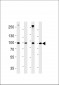 HSPCB Antibody (N-term)