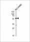 GABRA2 Antibody (C-term)