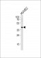 TBX1 Antibody (C-term)