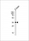 DANRE gnb1 Antibody (N-term)