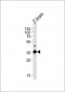 DANRE gnb1 Antibody (N-term)