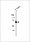 DANRE atg4b Antibody (N-term)