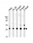 DANRE sdhb Antibody(Center)