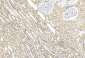 BBS4 Antibody (Center)