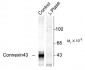 Phospho-Ser368 Connexin43 Antibody