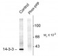 Phospho-Ser58 14-3-3 Protein Antibody