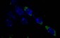 Phospho-Ser58 14-3-3 Protein Antibody