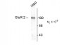 GluR2 Antibody