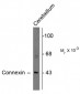 Connexin43 Antibody