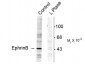 Phospho-Tyr298 EphrinB Antibody