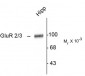 GluR2/3 Antibody