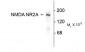 NMDA Receptor, NR2A Subunit Antibody