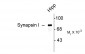Synapsin I  Antibody