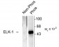 Phospho-Ser383 Elk-1 Antibody