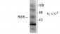 Retinoid X Receptor, γ-Isotype Antibody
