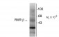 Retinoid X Receptor, β-Isotype Antibody