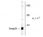 SNAP25 Antibody