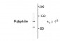 Rabphilin 3A Antibody