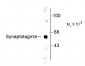 Synaptotagmin Antibody