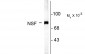 NSF Antibody