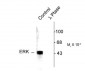 Phospho-Thr202/Tyr204 ERK/MAPK Antibody