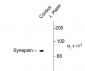 Phospho-Ser549 Synapsin I  Antibody