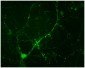 Phospho-Ser549 Synapsin I  Antibody