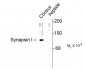 Phospho-Ser62,67 Synapsin I  Antibody