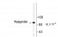 Phospho-Ser234 Rabphilin 3A  Antibody