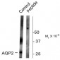 Phospho-Ser261 Aquaporin 2 Antibody