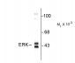 ERK/MAPK Antibody