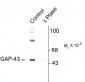 Phospho-Ser41 Gap-43 Antibody