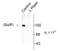 Phospho-Ser831 GluR1 Antibody