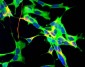 Glyceraldehyde 3-Phosphate Dehydrogenase (GAPDH) Antibody